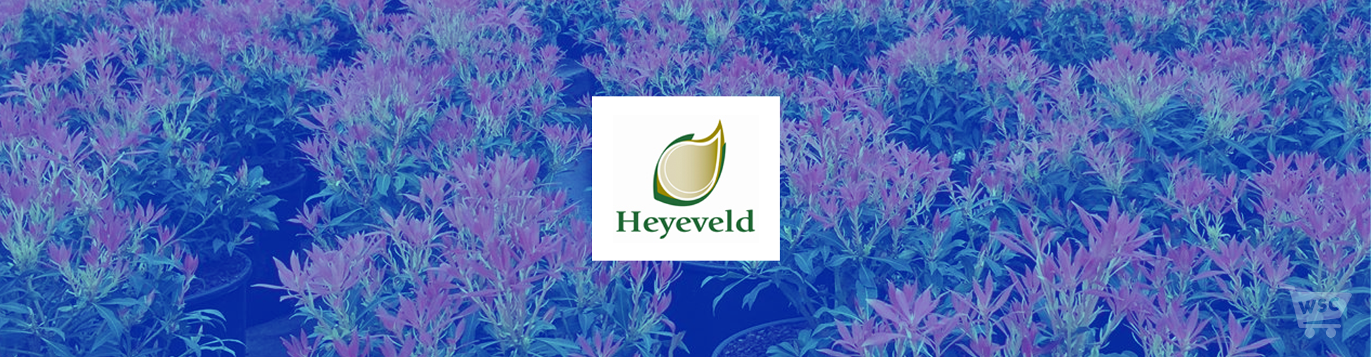Heyeveld Heyeveld